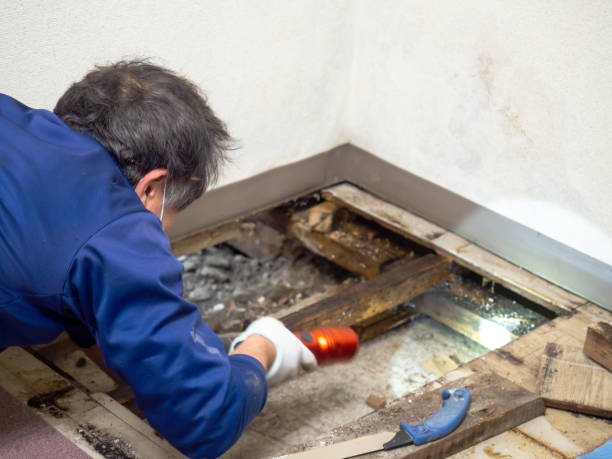 Mold Removal Process in Lexington, IL