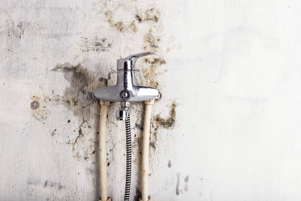 Best Black Mold Removal  in Lexington, IL