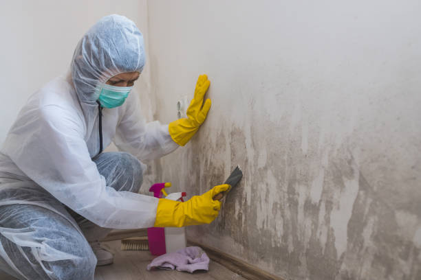 Best Home Mold Removal  in Lexington, IL