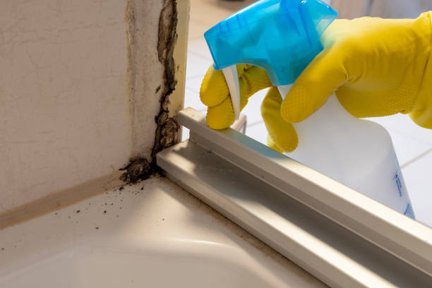 Best Certified Mold Removal  in Lexington, IL