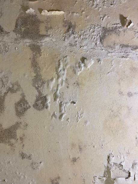 Best Mold Removal Company Near Me  in Lexington, IL