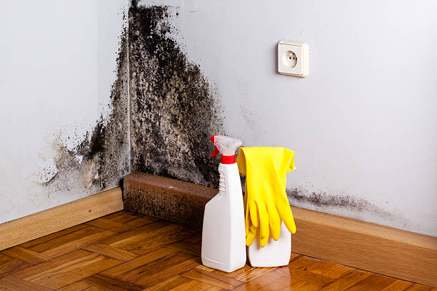 Best Toxic Mold Removal  in Lexington, IL