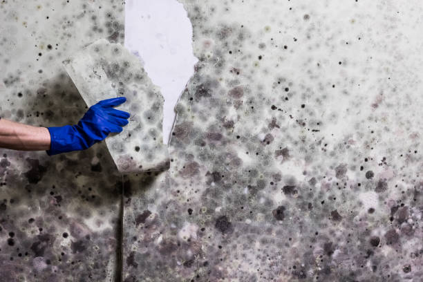 Best Local Mold Removal Service  in Lexington, IL