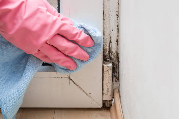 Best Professional Mold Removal  in Lexington, IL