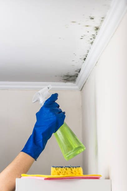 Best Water Damage Restoration  in Lexington, IL